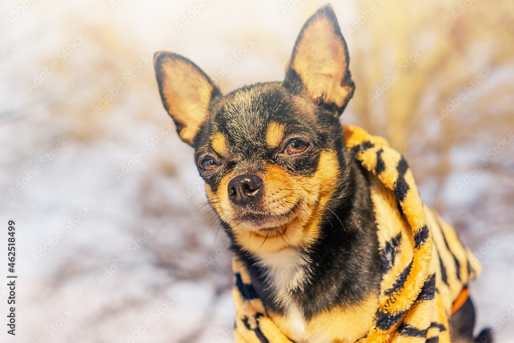 A Chihuahua dog is wearing a tiger-colored hoodie suit. The year of tiger, new year and christmas. A Chihuahua dog is wearing a tiger-colored hoodie suit. The year of tiger, new year and christmas.