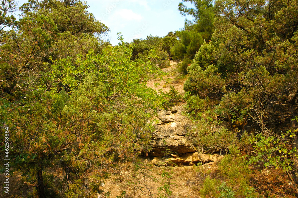 Fototapeta premium lion in the woods