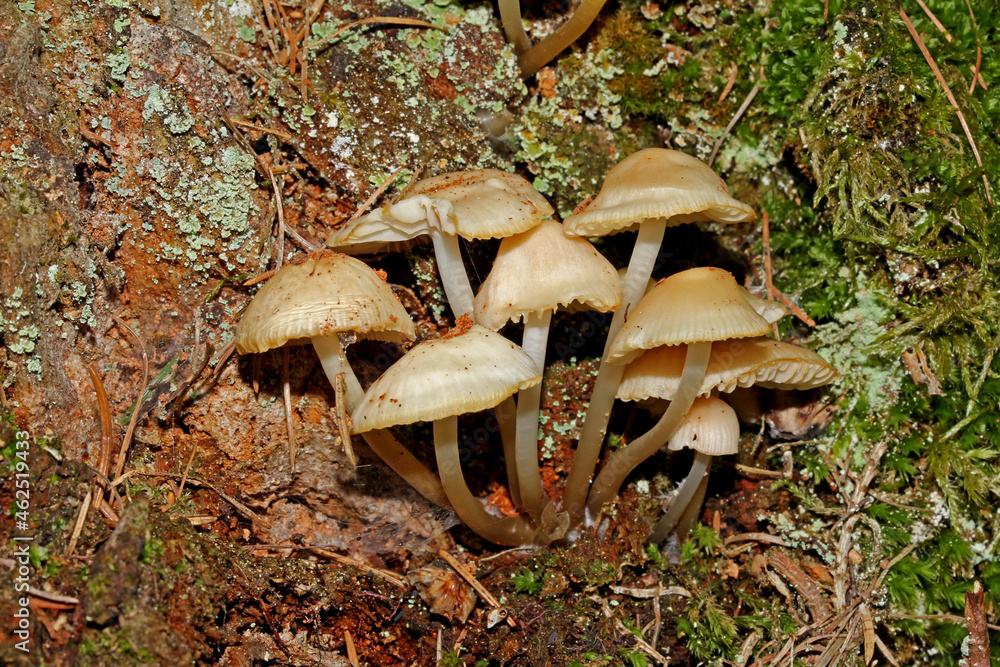 Fototapeta premium famigliola di piccoli funghi su un ceppo