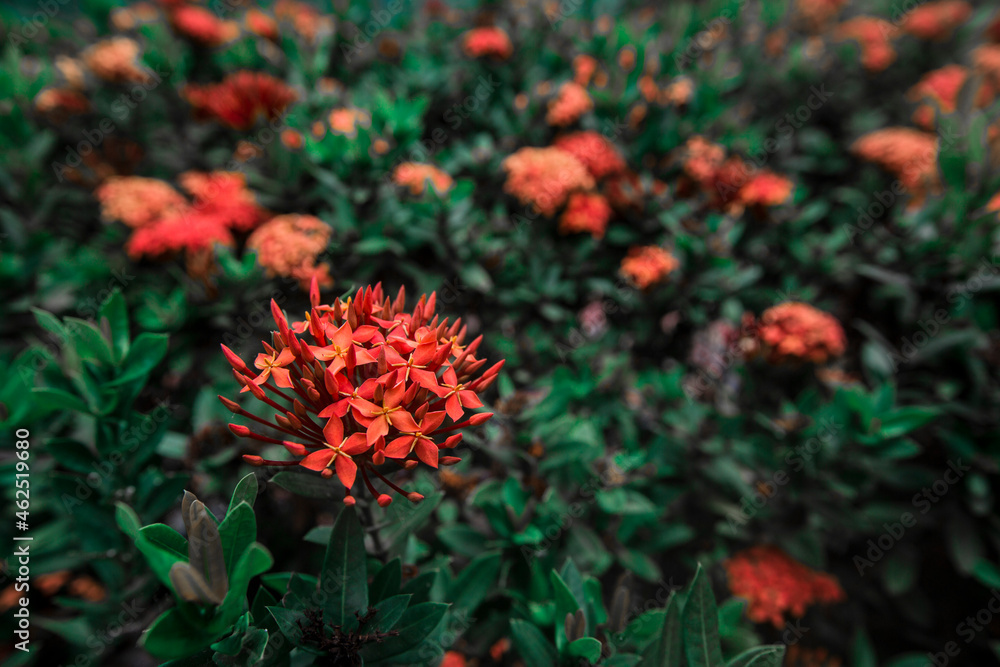 Orange west İndian jasmine flower in garden with blurred green leaves background
Orange west İndian jasmine flower in garden with blurred green leaves background