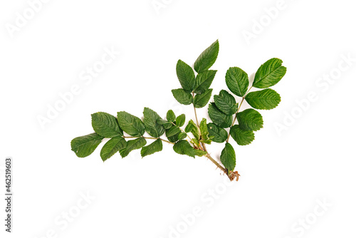 Dog rose (Rosa canina) flowers and fruits on a white background