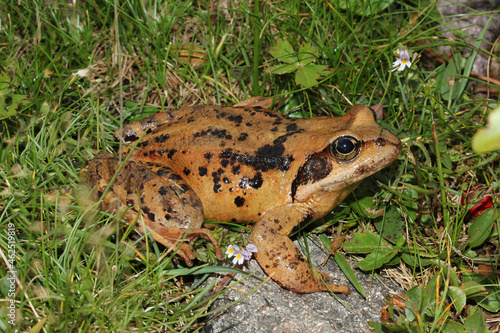 rana di montagna (Rana temporaria) in ambiente alpino photo