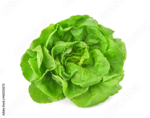 Green butterhead lettuce isolated on white background.