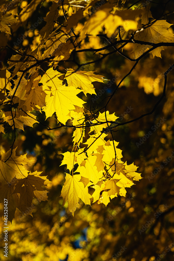 Bright scenic tree branch, colorful autumn sunlit maple leaves, autumn morning Bright scenic tree branch, colorful autumn sunlit maple leaves, autumn morning