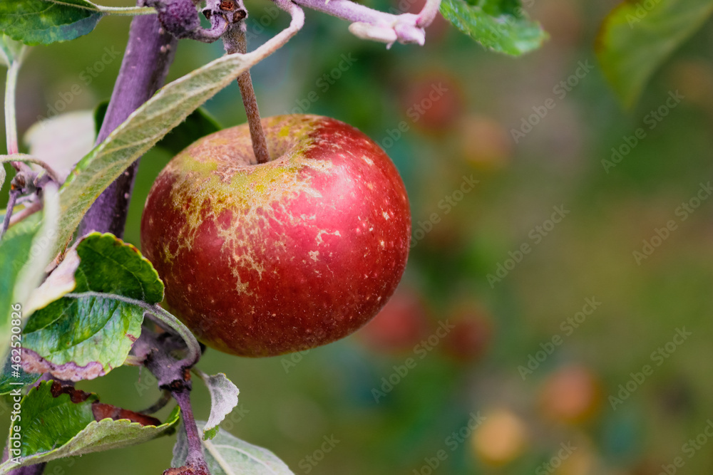 Fresh red apple growing on an apple tree Fresh red apple growing on an apple tree