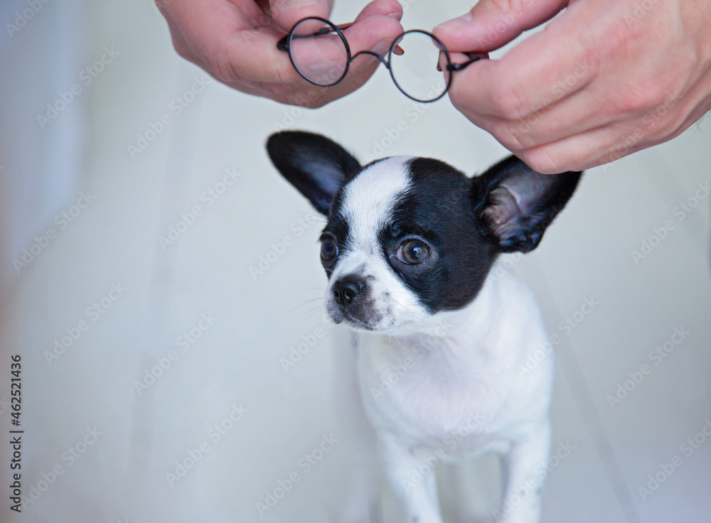 A small chihuahua puppy and glasses in men's hands. Vision in dogs of small breeds.