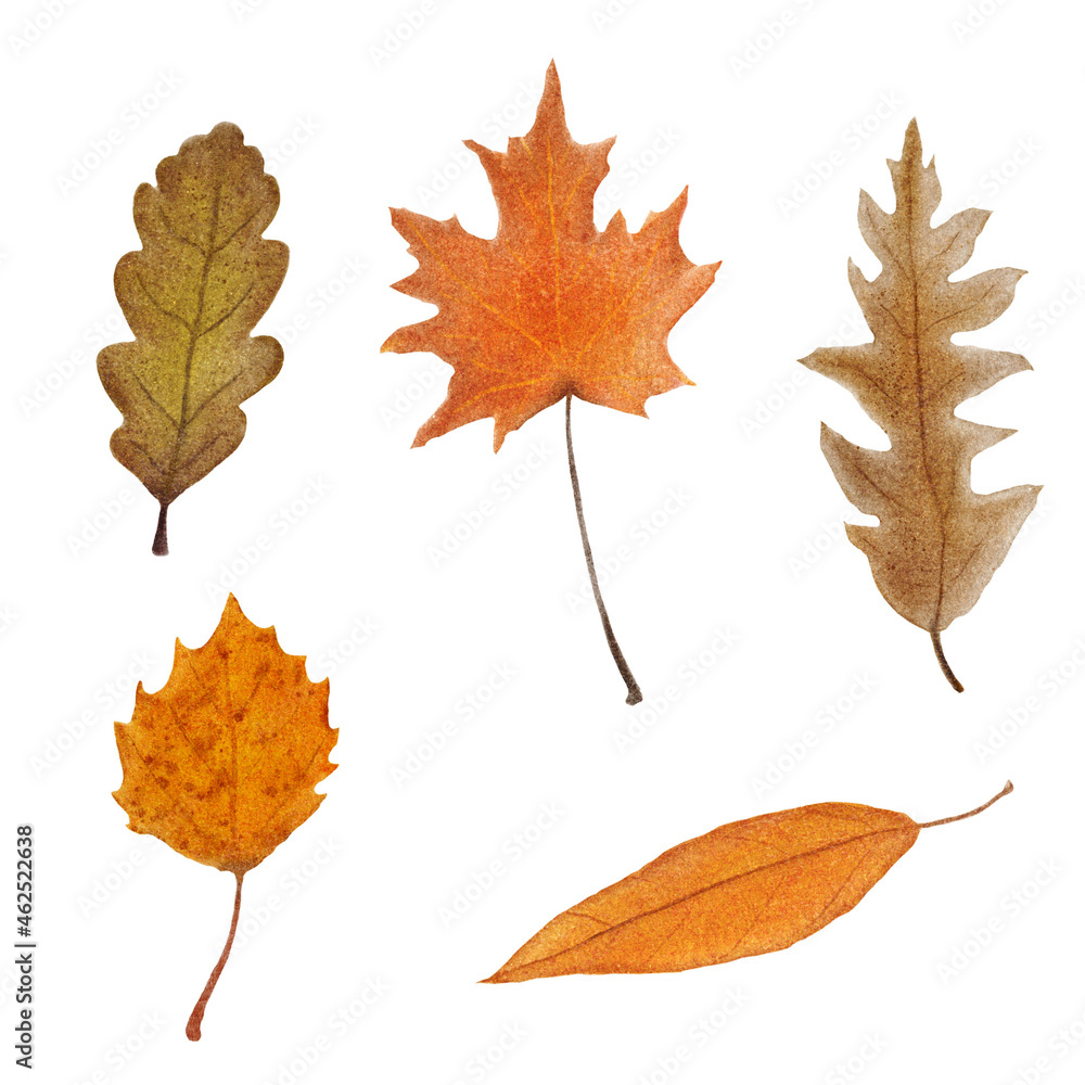 Large watercolor set of autumn leaves on a white background. Illustration of five different leaves for your design. Large watercolor set of autumn leaves on a white background. Illustration of five different leaves for your design.