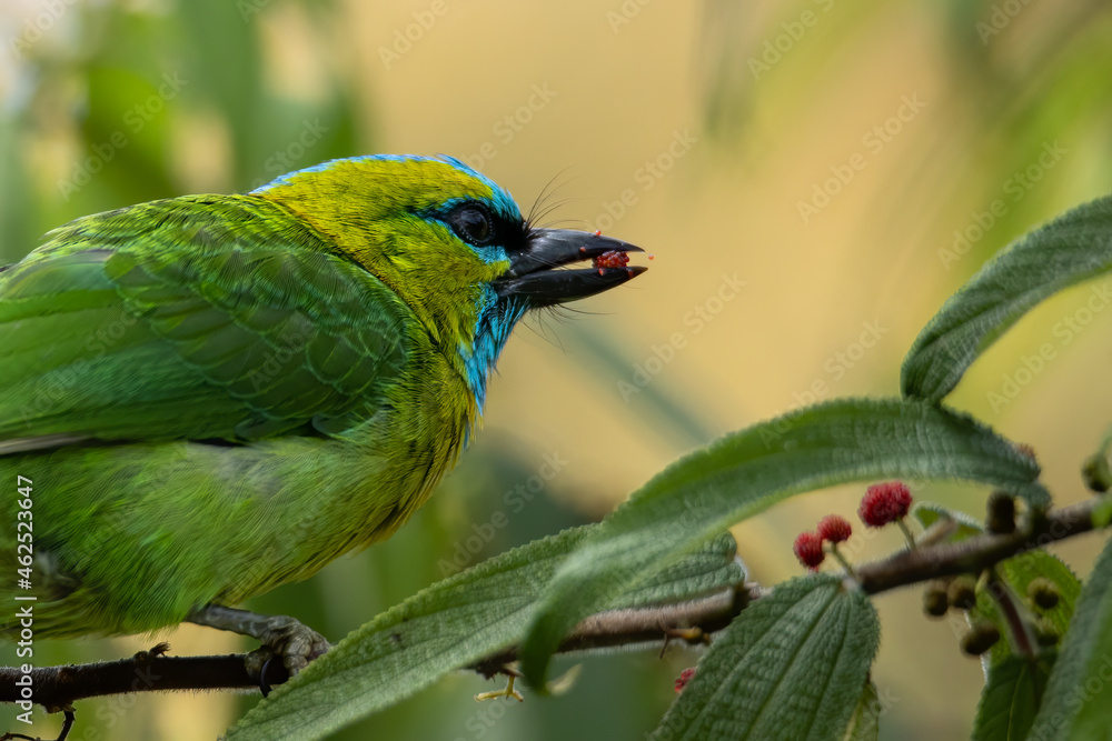 Obraz premium Nature wildlife bird Golden-naped Barbet bird also is endemic to the island of Borneo
