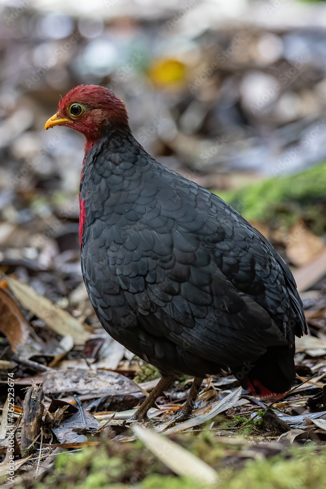 Obraz premium Nature wildlife bird of crimson-headed partridge on deep jungle rainforest, It is endemic to the island of Borneo