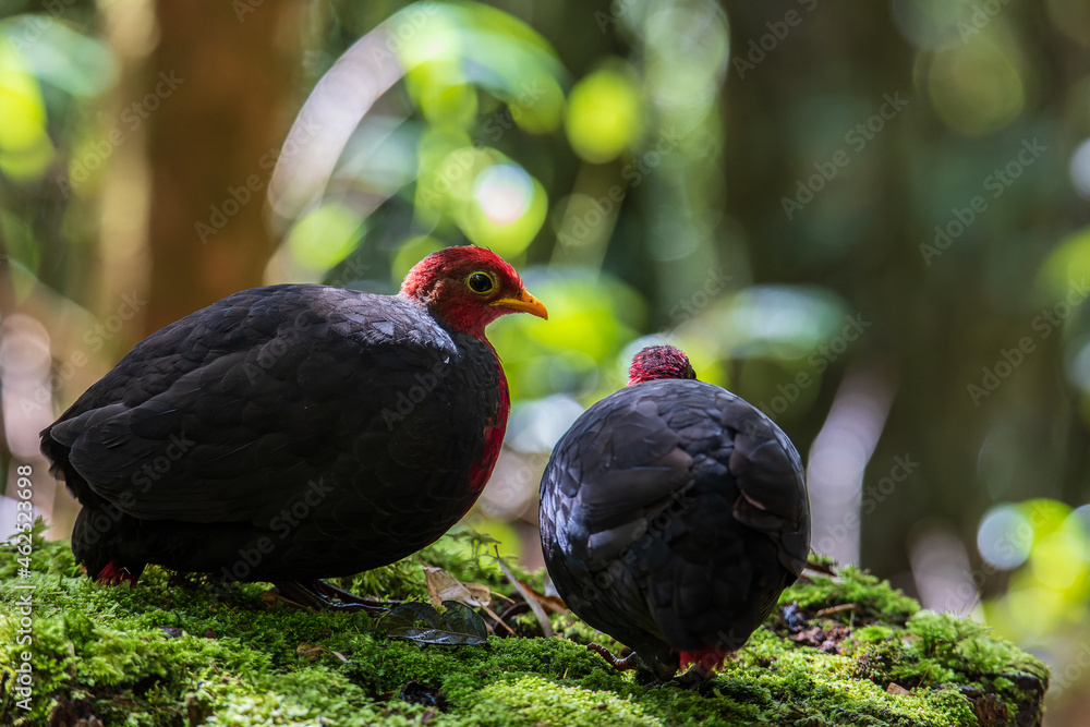 Obraz premium Nature wildlife bird of crimson-headed partridge on deep jungle rainforest, It is endemic to the island of Borneo