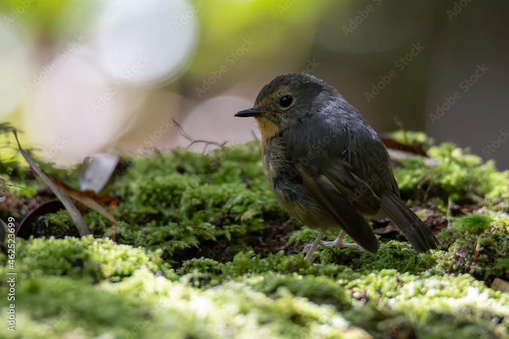 Nature wildlife bird species of Snowy browed flycatcher found in Borneo, Sabah,Malaysia Nature wildlife bird species of Snowy browed flycatcher found in Borneo, Sabah,Malaysia
