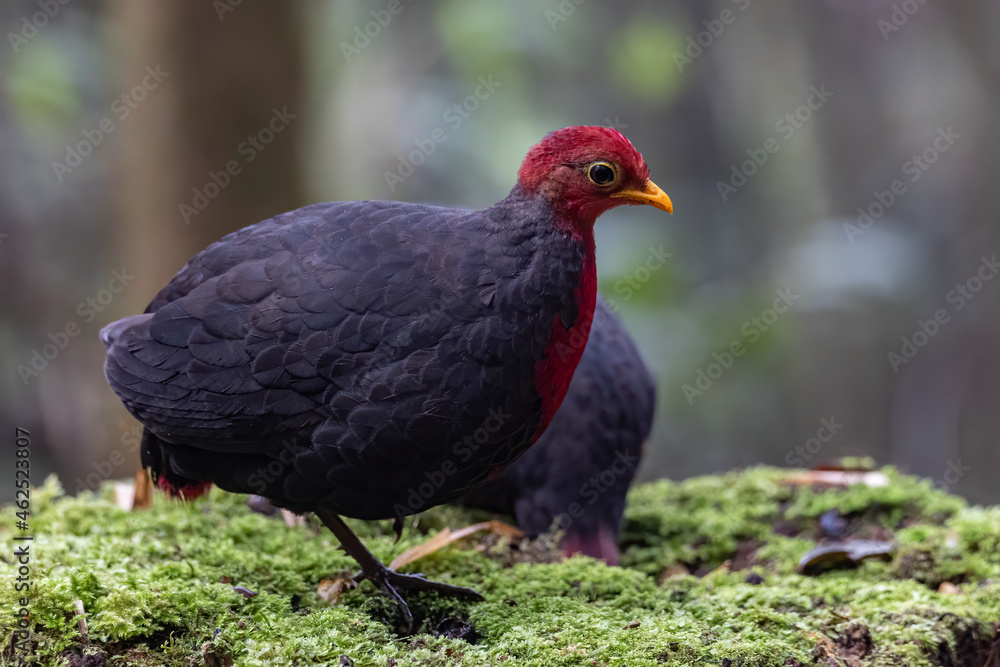 Nature wildlife bird of crimson-headed partridge on deep jungle rainforest, It is endemic to the island of Borneo Nature wildlife bird of crimson-headed partridge on deep jungle rainforest, It is endemic to the island of Borneo