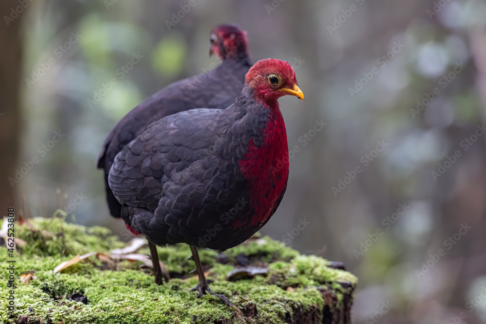 Nature wildlife bird of crimson-headed partridge on deep jungle rainforest, It is endemic to the island of Borneo Nature wildlife bird of crimson-headed partridge on deep jungle rainforest, It is endemic to the island of Borneo