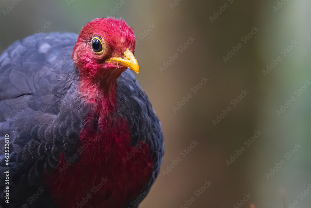 Nature wildlife bird of crimson-headed partridge on deep jungle rainforest, It is endemic to the island of Borneo