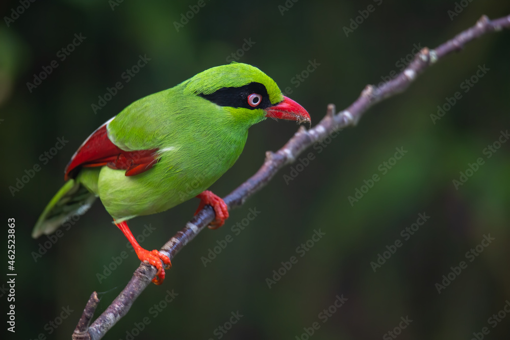 Naklejka premium Nature wildlife image of green birds of Borneo known as Bornean Green Magpie