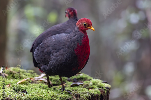Nature wildlife bird of crimson-headed partridge on deep jungle rainforest, It is endemic to the island of Borneo