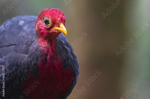 Nature wildlife bird of crimson-headed partridge on deep jungle rainforest, It is endemic to the island of Borneo