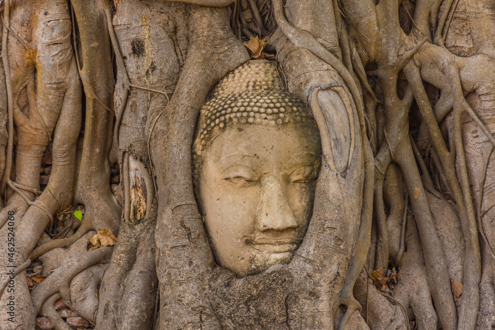 Buddha head embedded in a Banyan Tree in Ayutthaya, Thailand Buddha head embedded in a Banyan Tree in Ayutthaya, Thailand