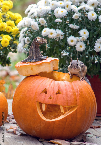 Halloween chipmunk smiles from the rim of a Hlloween pumpkin  photo