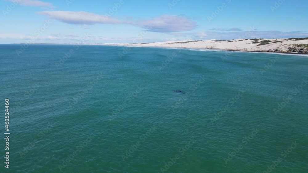 Aerial view of southern right whale Eubalaena australis close to beach, Western Cape, South Africa. Aerial view of southern right whale Eubalaena australis close to beach, Western Cape, South Africa.