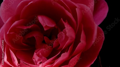 Wallpaper Mural beautiful red roses close-up shooting
 Torontodigital.ca