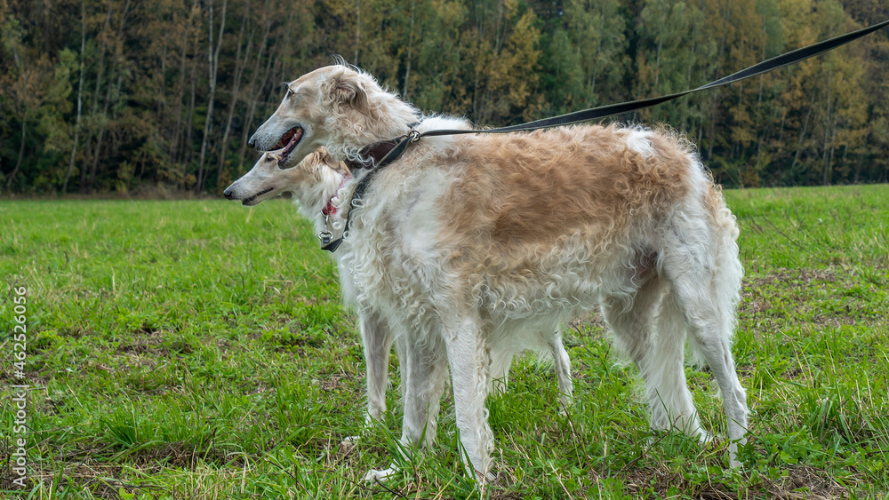 Fototapeta premium Russian greyhounds in nature. Russian borzoi dog stands against the background of autumn nature.