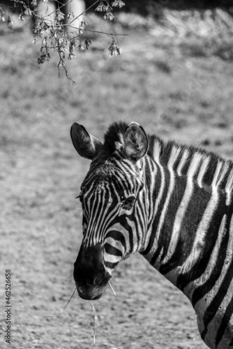 Zebra biopark photo
