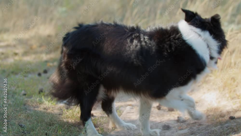Big trained dog acting playful outdoors Big trained dog acting playful outdoors
