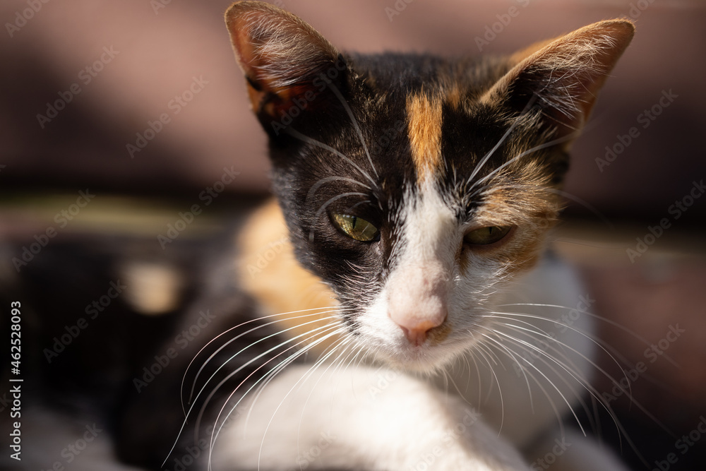 portrait of a cute cat portrait of a cute cat