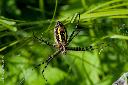 Female Banded Argiope upside down in web © silukstockimages