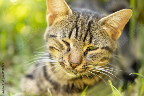 Wallpaper Mural portrait of a cute cat Torontodigital.ca