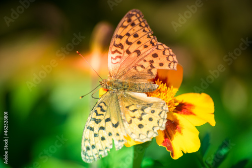 Wallpaper Mural Colored butterfly and evening sun. Torontodigital.ca