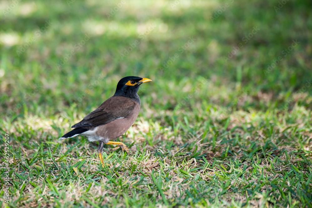 Fototapeta premium Common myna strutting on the ground in Hawaii.