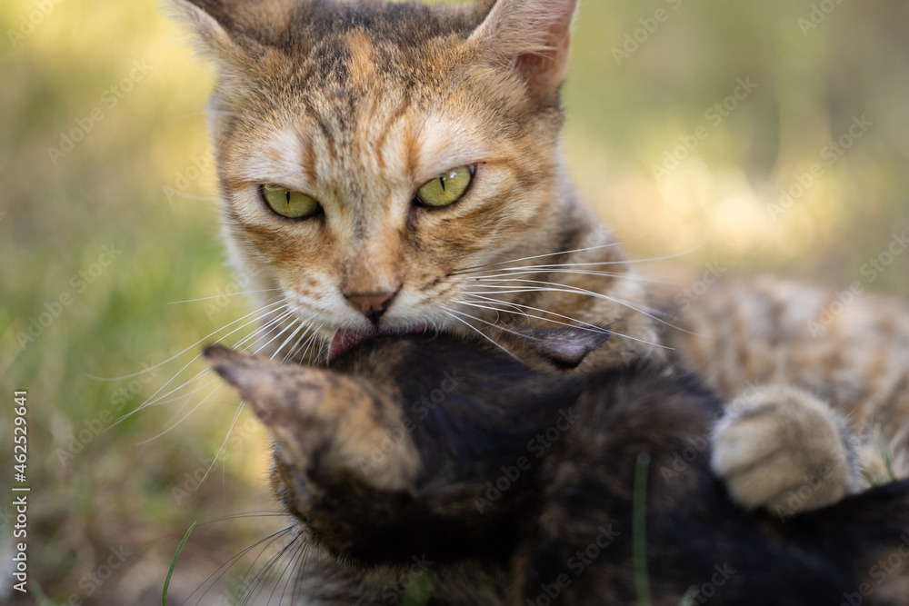 portrait of a cute cat