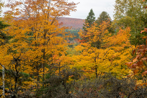 Beautiful golden fall color in the Superior National forest.