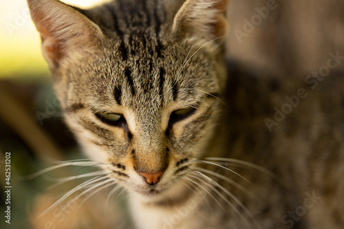 portrait of a cute cat © enginakyurt