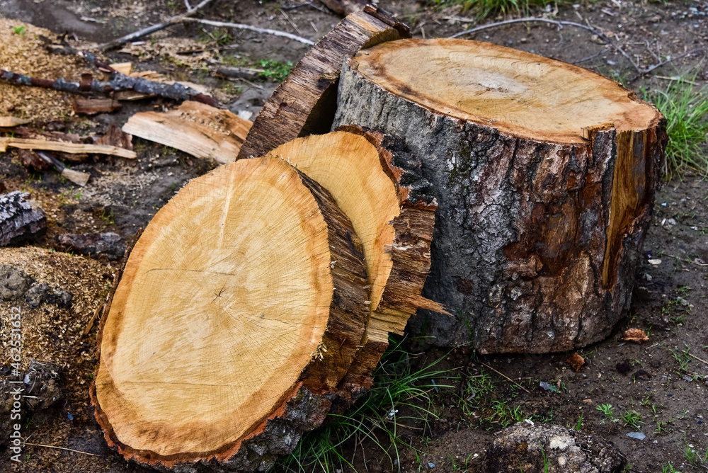 Sawn mature tree section with cracks and rings. Saw marks. Radial cracks. Wooden surface, texture. Close up view of wood core Sawn mature tree section with cracks and rings. Saw marks. Radial cracks. Wooden surface, texture. Close up view of wood core