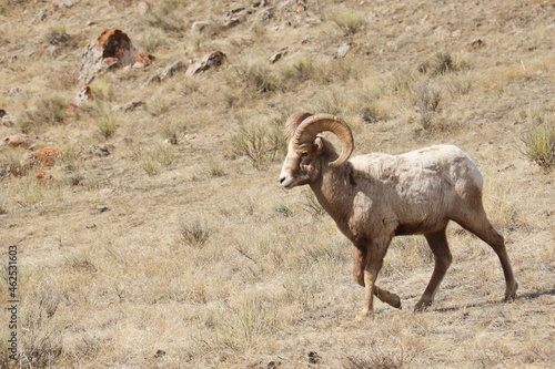 Big Horn Sheep Millers Butte Jackson Hole Wyoming 