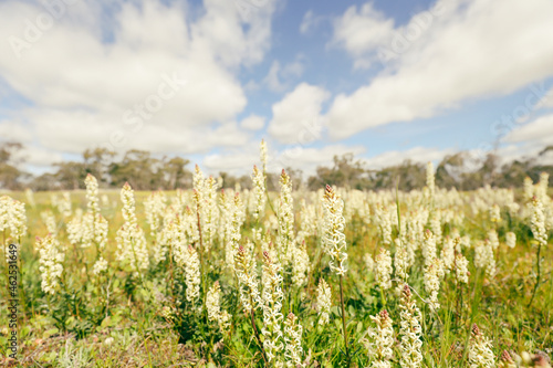 Interesting wildflowers growing in the Terrick Terrick National Park in Mitiamo Victoria Australia photo