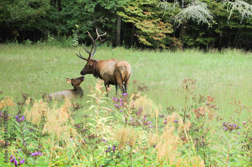 Elk & Calve Up Close Kiss Cataloochee Valley Great Smoky Mountains National Park North Carolina photo