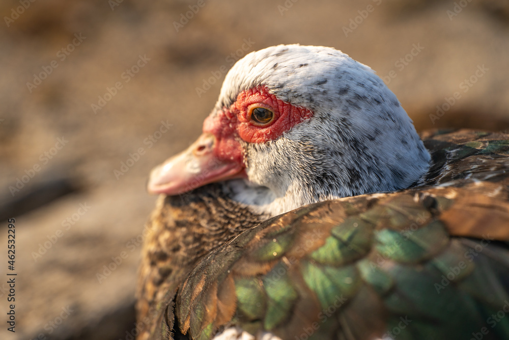 Close-up of Red-Faced Musky Duck. Close-up of Red-Faced Musky Duck.