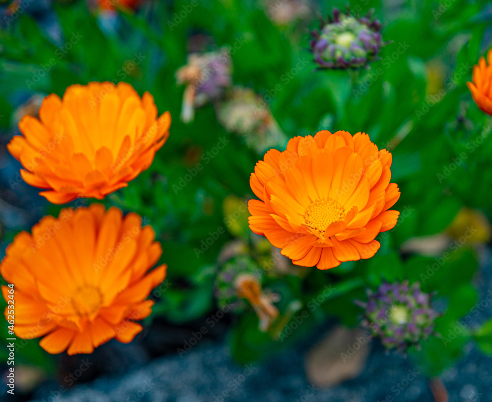 orange dahlia flower orange dahlia flower