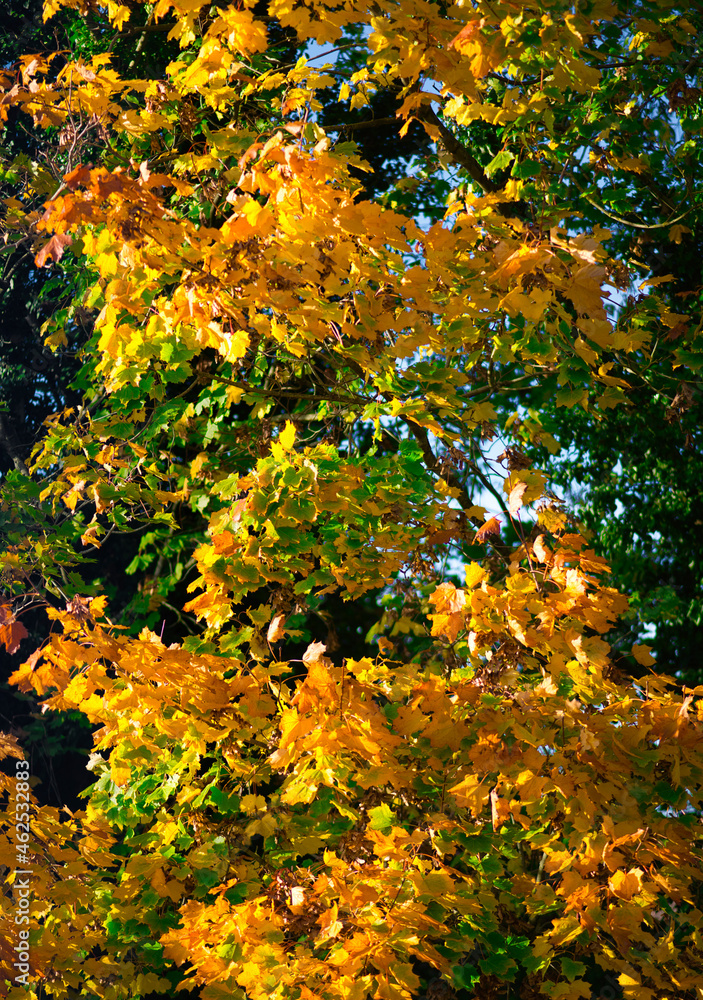 Vibrant Autumnal shades of warm yellows and greens, reflecting the low angled light of the afternoon sun in mid Fall.