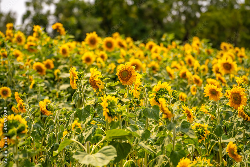 Beautiful blooming sunflowers field. Agricultural field. 