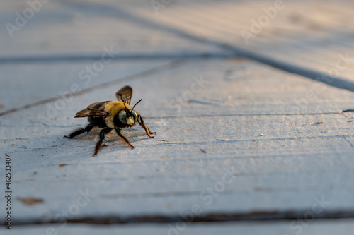 A bumble bee is standing on a wooden painted deck watching the camera.
