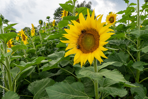 Two bumblebees are pollinating a sunflower among a field of sunflowers and a cloudy sky.