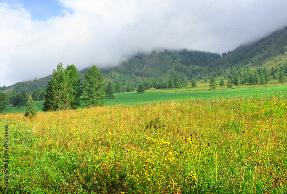 A green glade in the Altai mountains