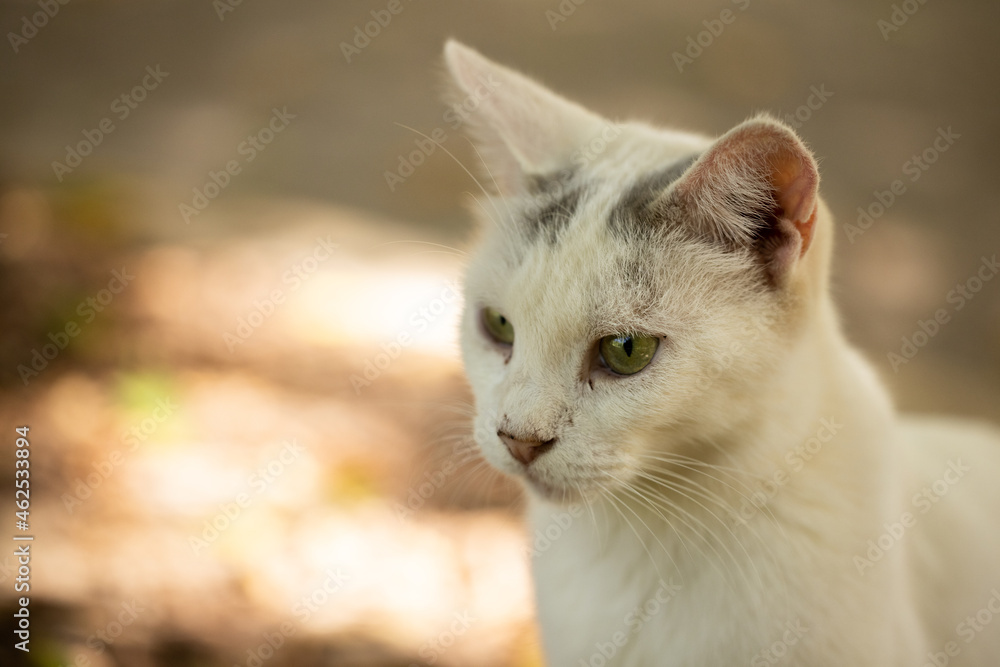 portrait of a cute cat