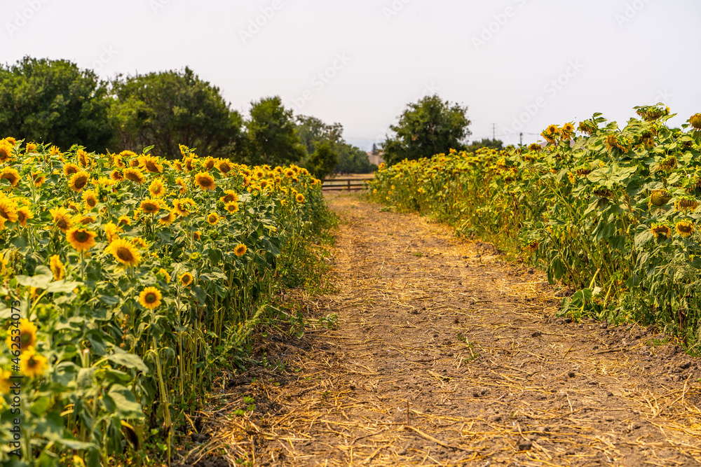 Obraz premium Beautiful blooming sunflowers field. Agricultural field. 