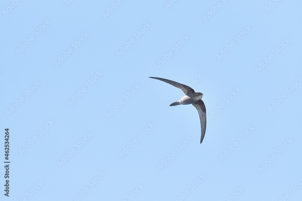 巣材をくわえて飛ぶアマツバメ(北海道・知床)
巣材をくわえて飛ぶアマツバメ(北海道・知床)
